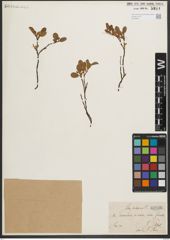 Foto von Salix herbacea L.